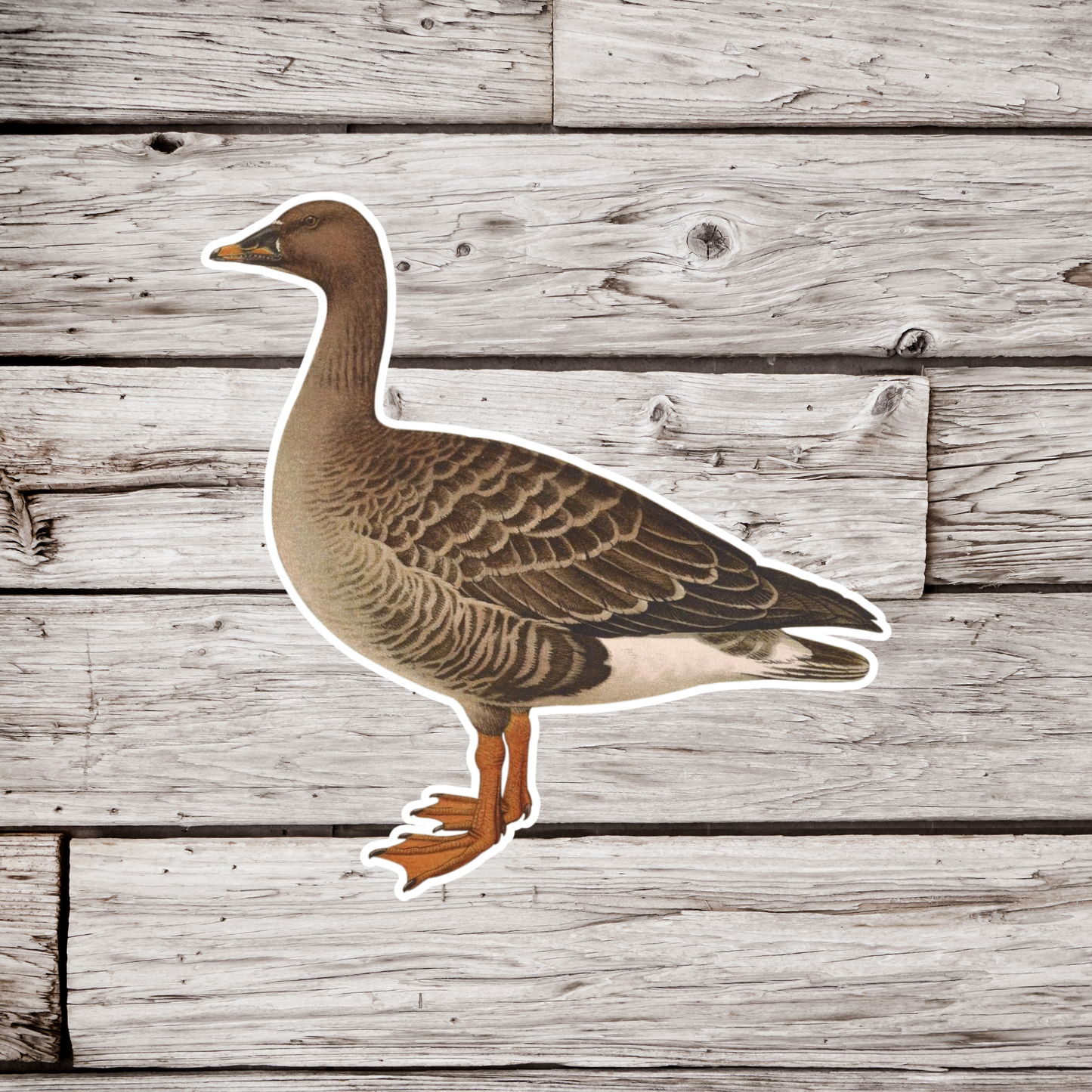 Goose Sticker