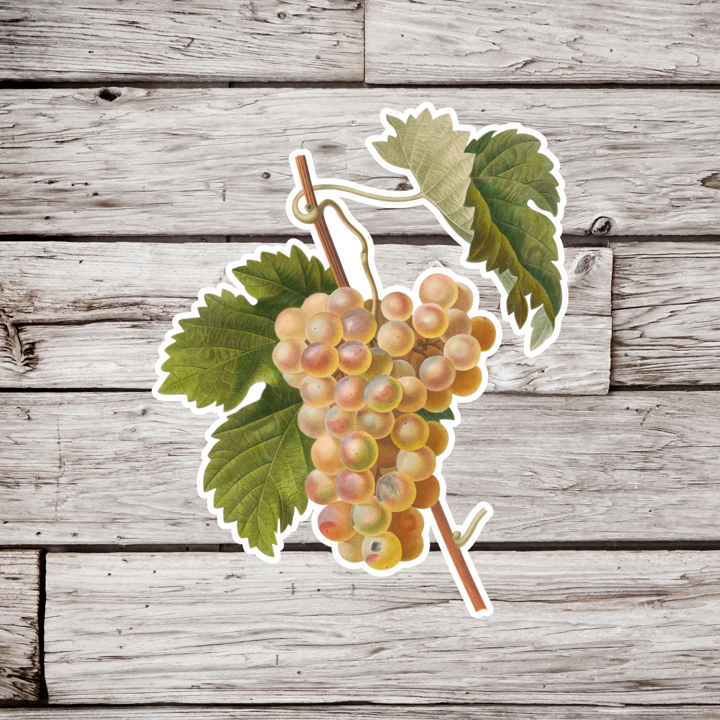 Grapes Sticker