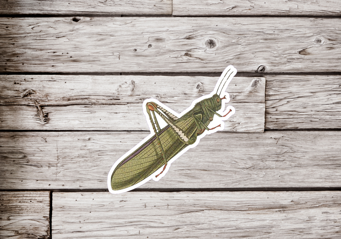 Grasshopper Sticker