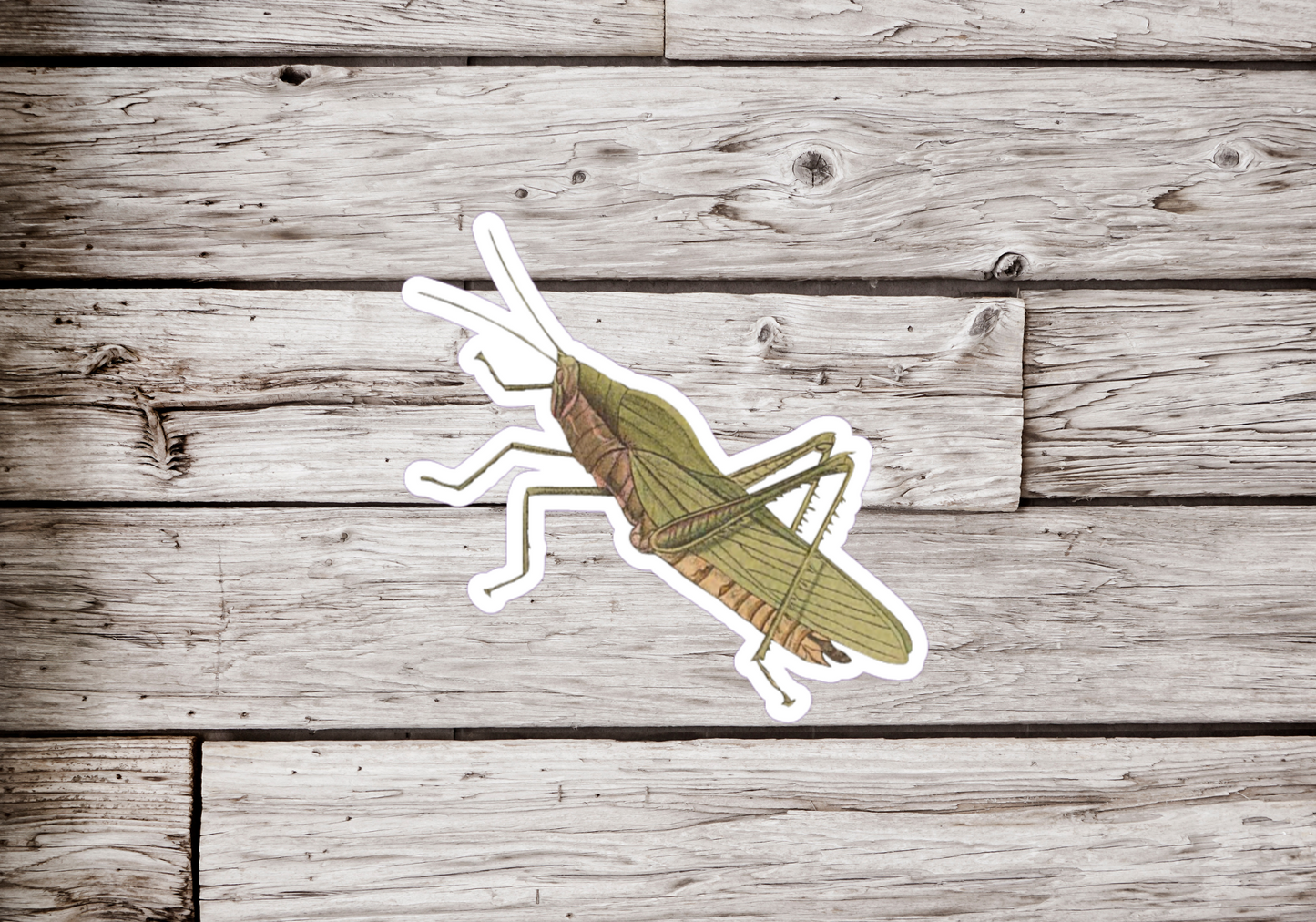 Grasshopper Sticker