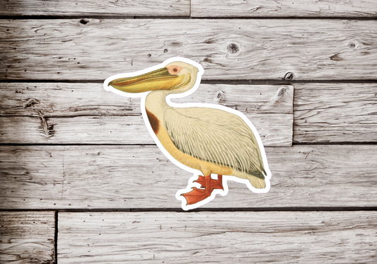 Great White Pelican Sticker