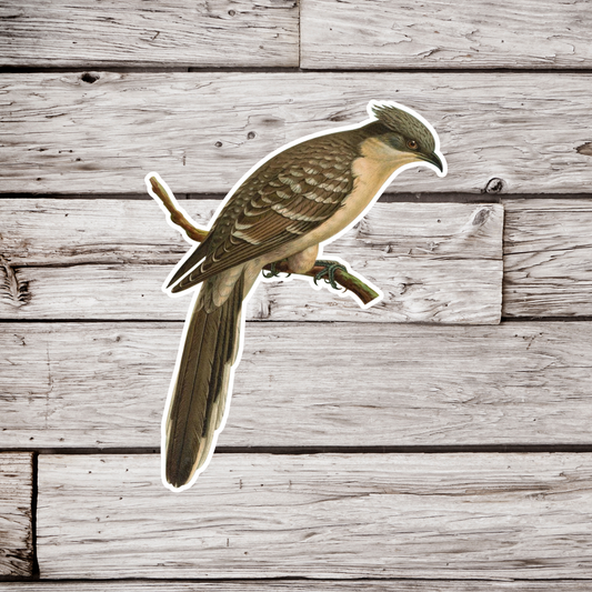 Great Spotted Cuckoo Sticker