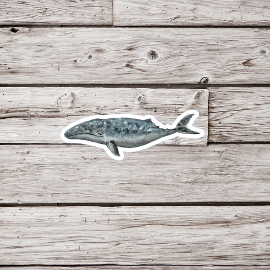 Grey Whale Sticker