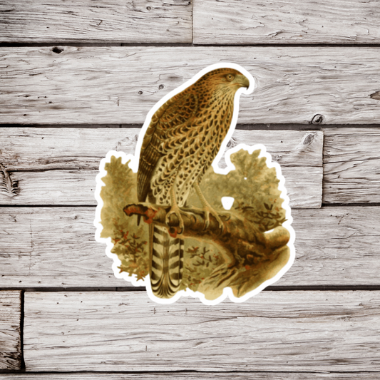 Hawk Sticker