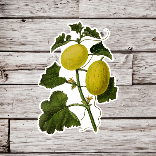 Honeydew Melon Sticker