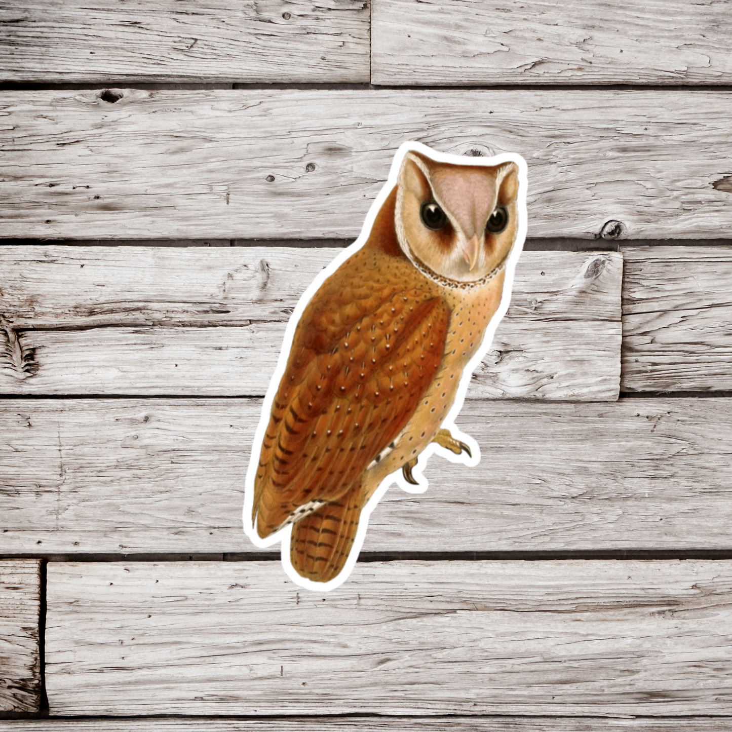 Itombwe Owl Sticker