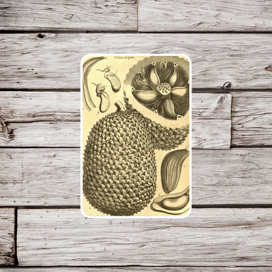 Jackfruit Sticker