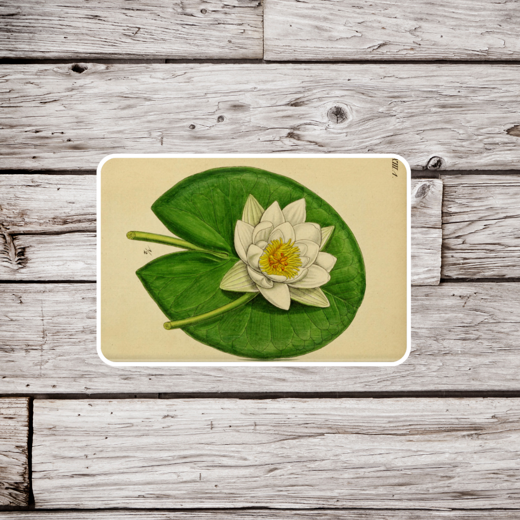 Lily Pad Sticker