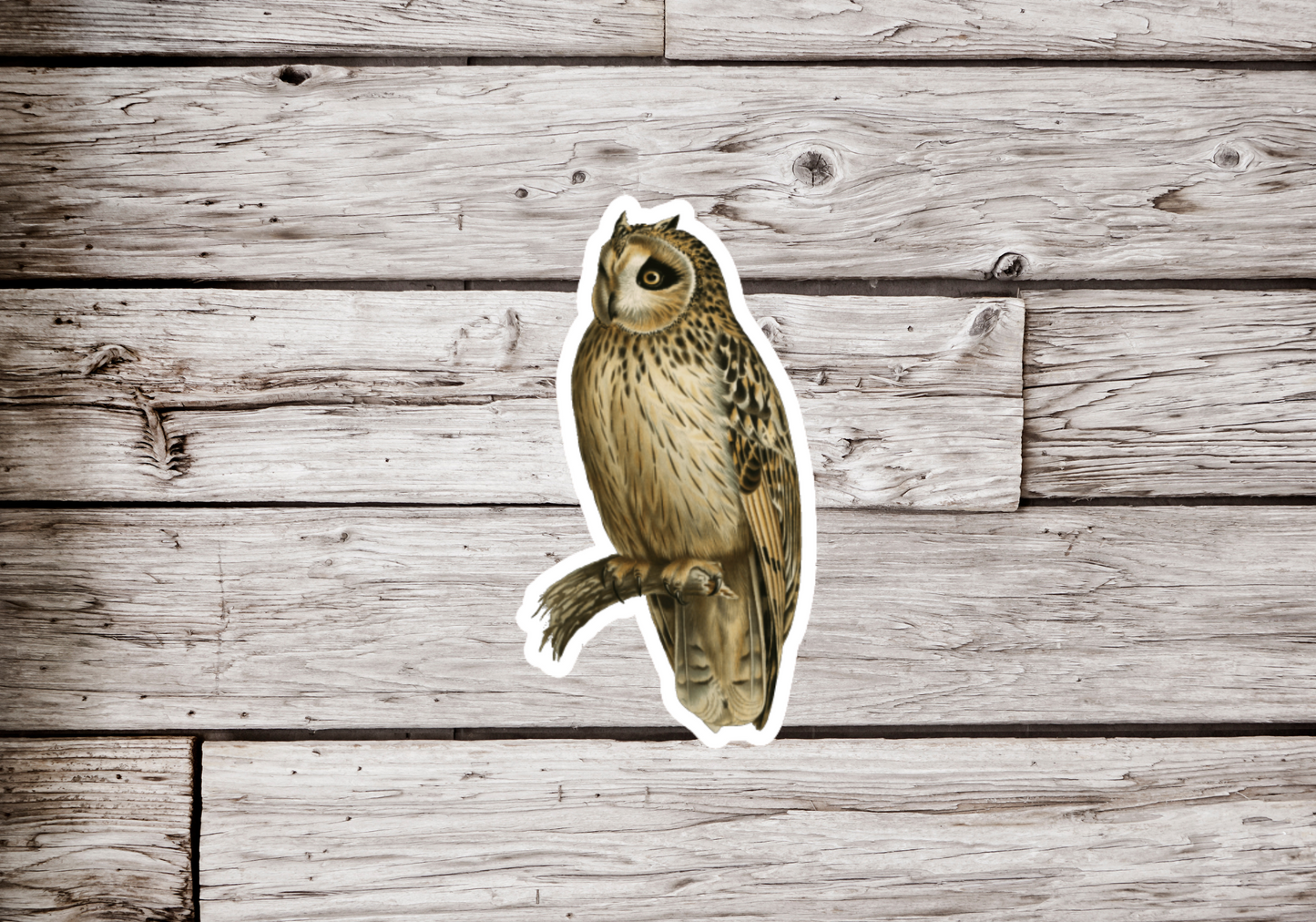 Long Eared Owl Sticker