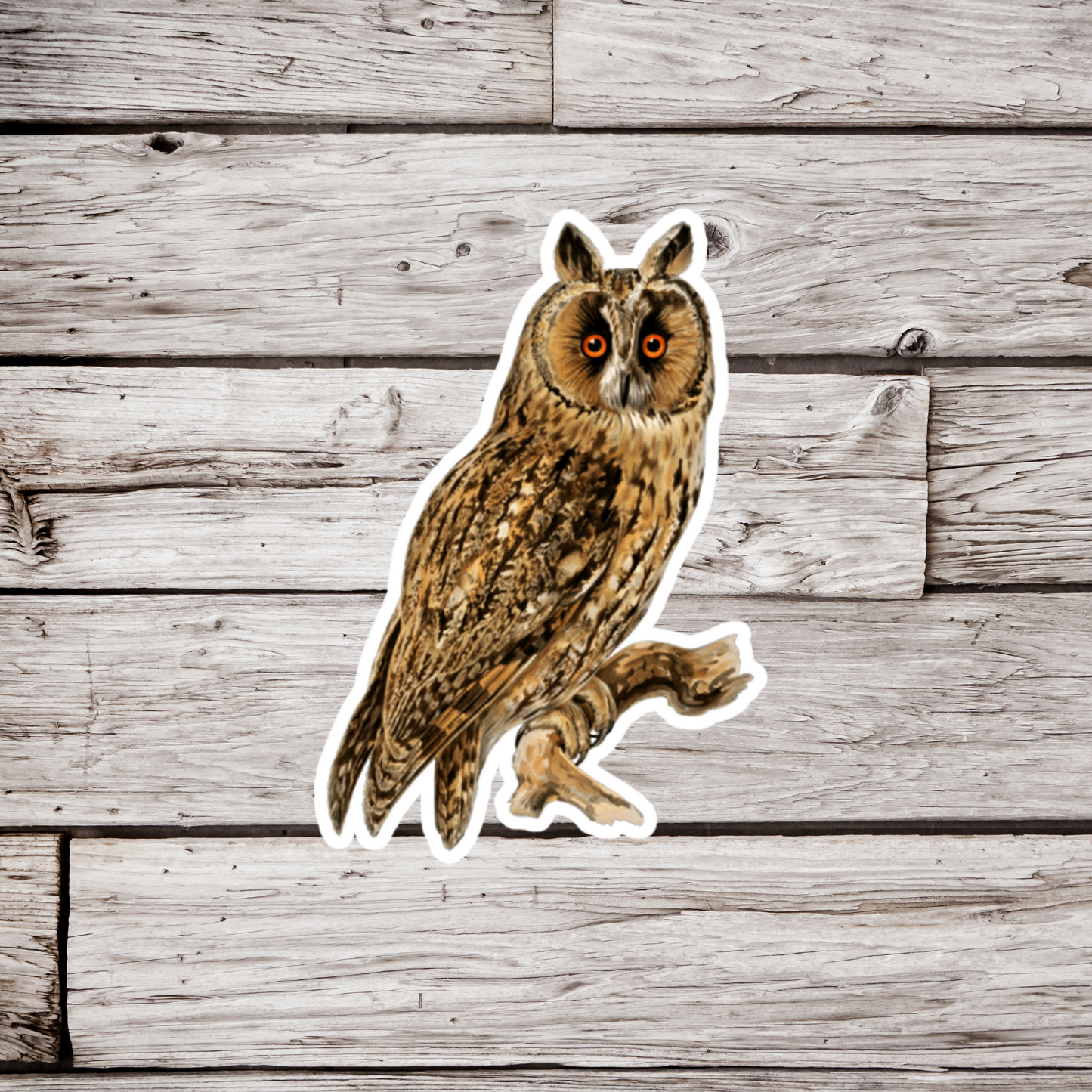 Long Eared Owl Sticker