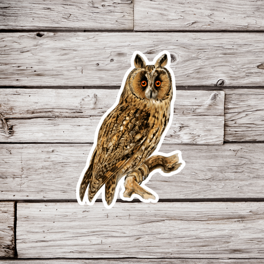 Long Eared Owl Sticker