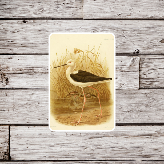 Long Legged Plover Sticker