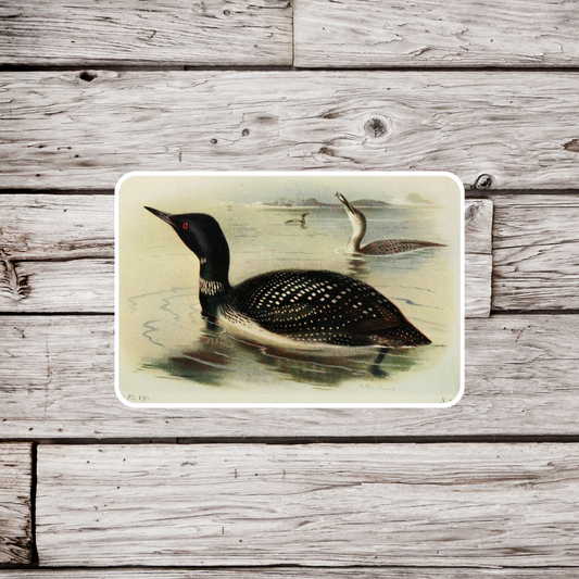 Loon Sticker