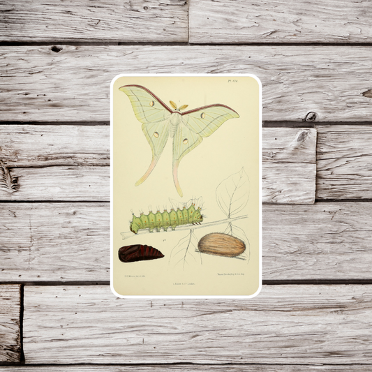 Luna Moth Sticker