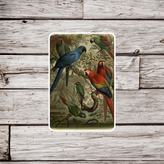 Macaw Parrots Sticker