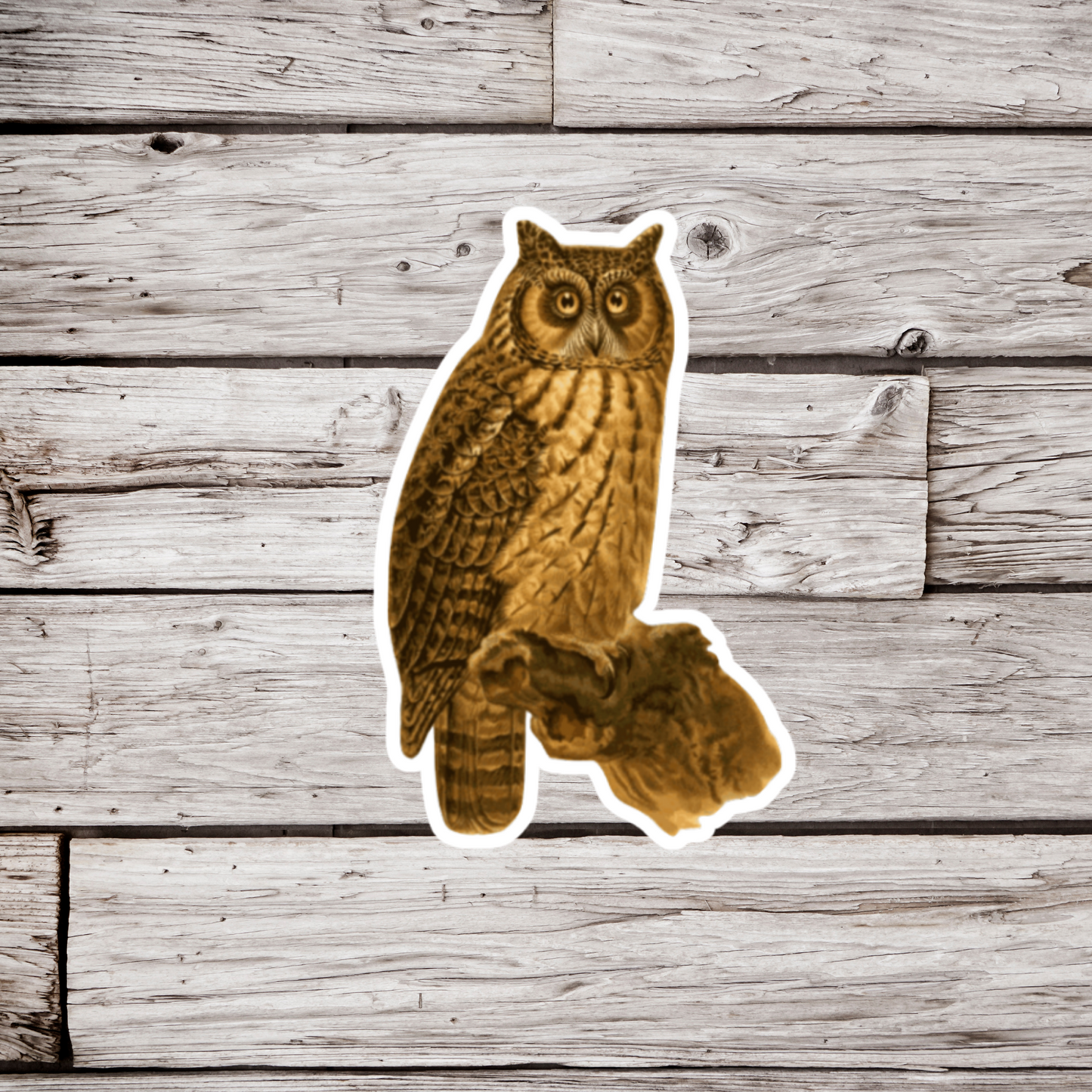 Madagascan Owl Sticker