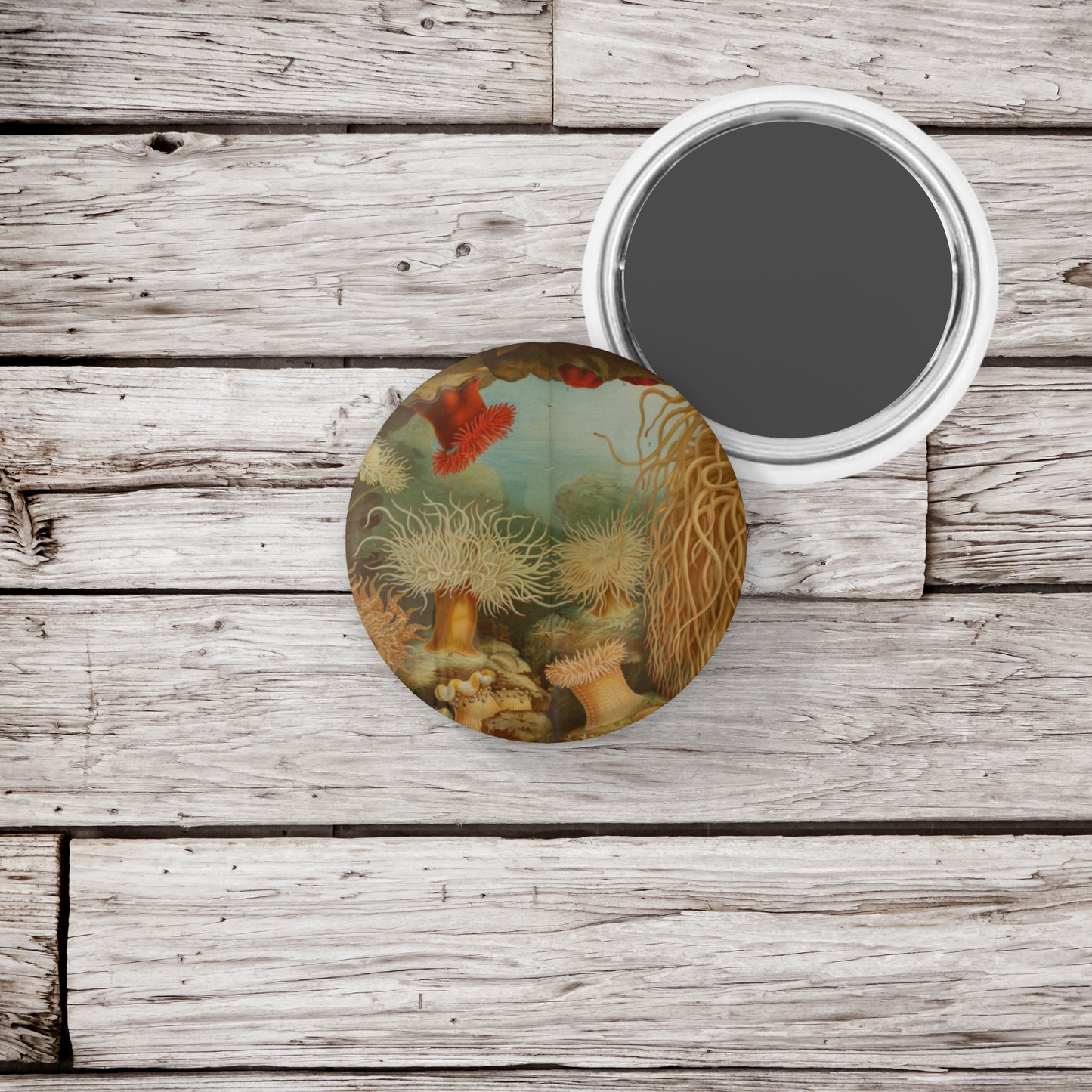 Sea Anemone Pin Back Button, Magnet, Keychain