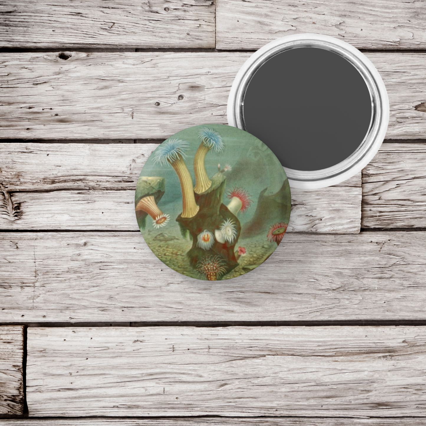 Sea Anemone Pin Back Button, Magnet, Keychain