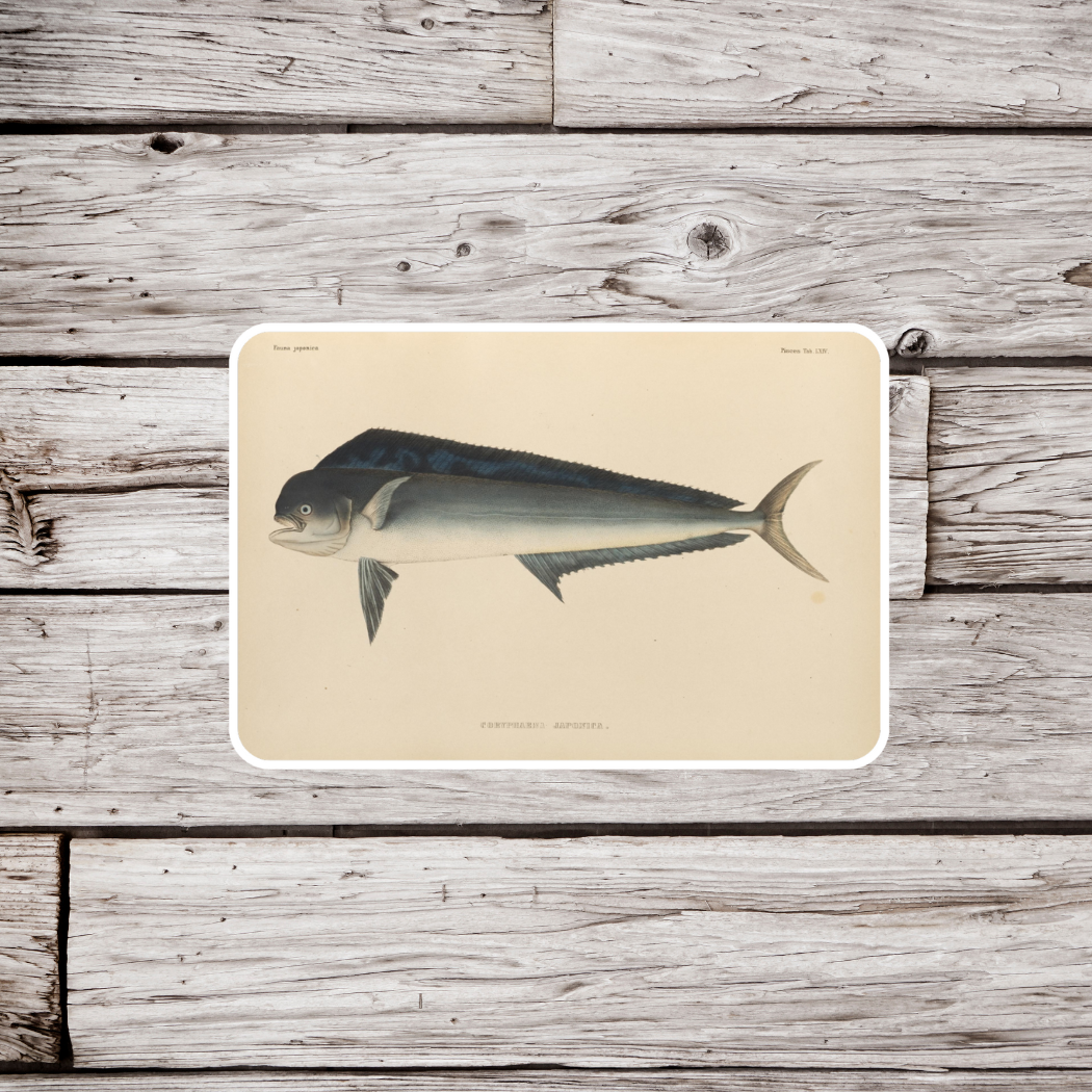 Mahi Mahi Sticker , Dolphinfish Sticker, Fish Magnet, Waterproof Sticker, Vintage Fish Sticker, Mahi Mahi Magnet, Fish Magnet