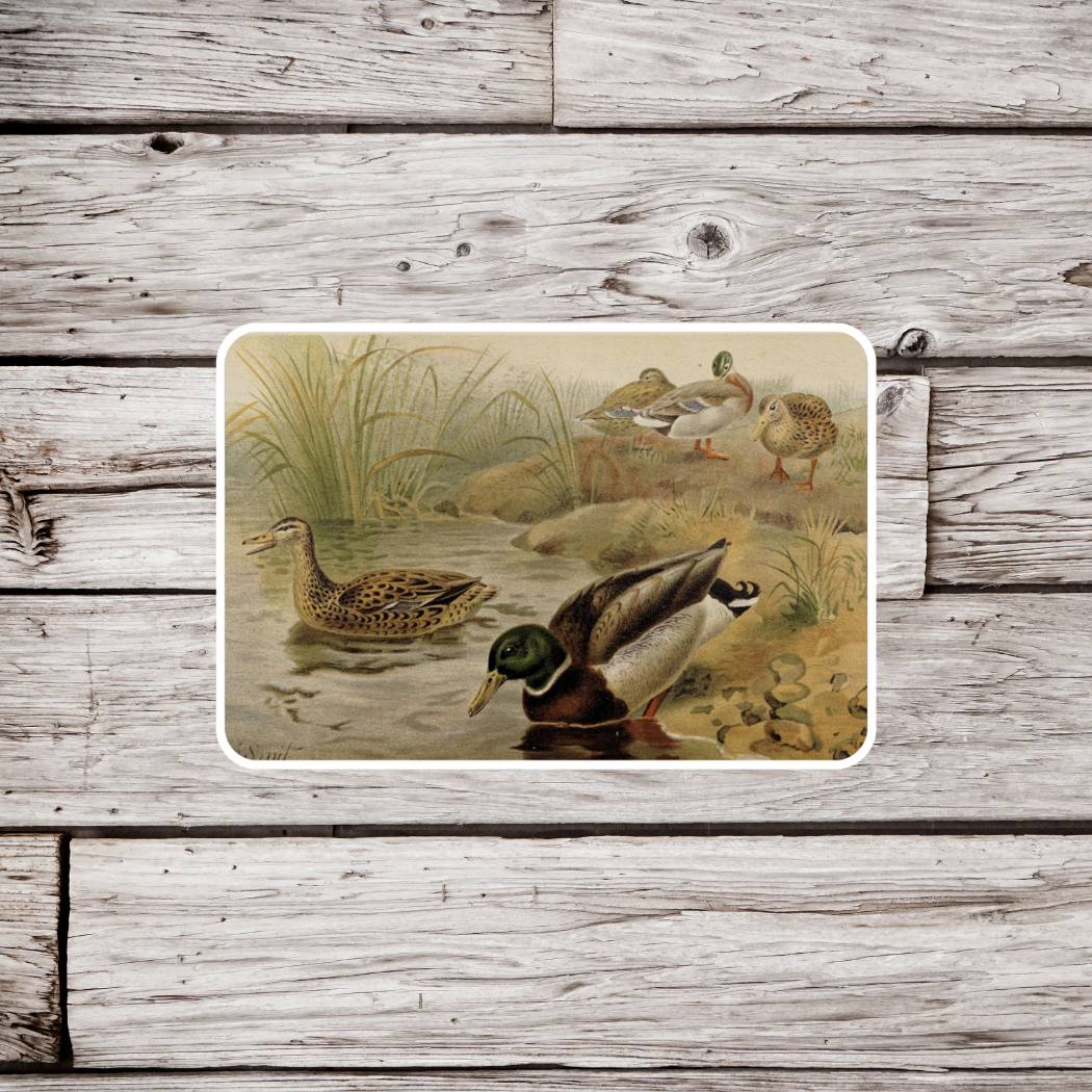 Mallard Duck Sticker