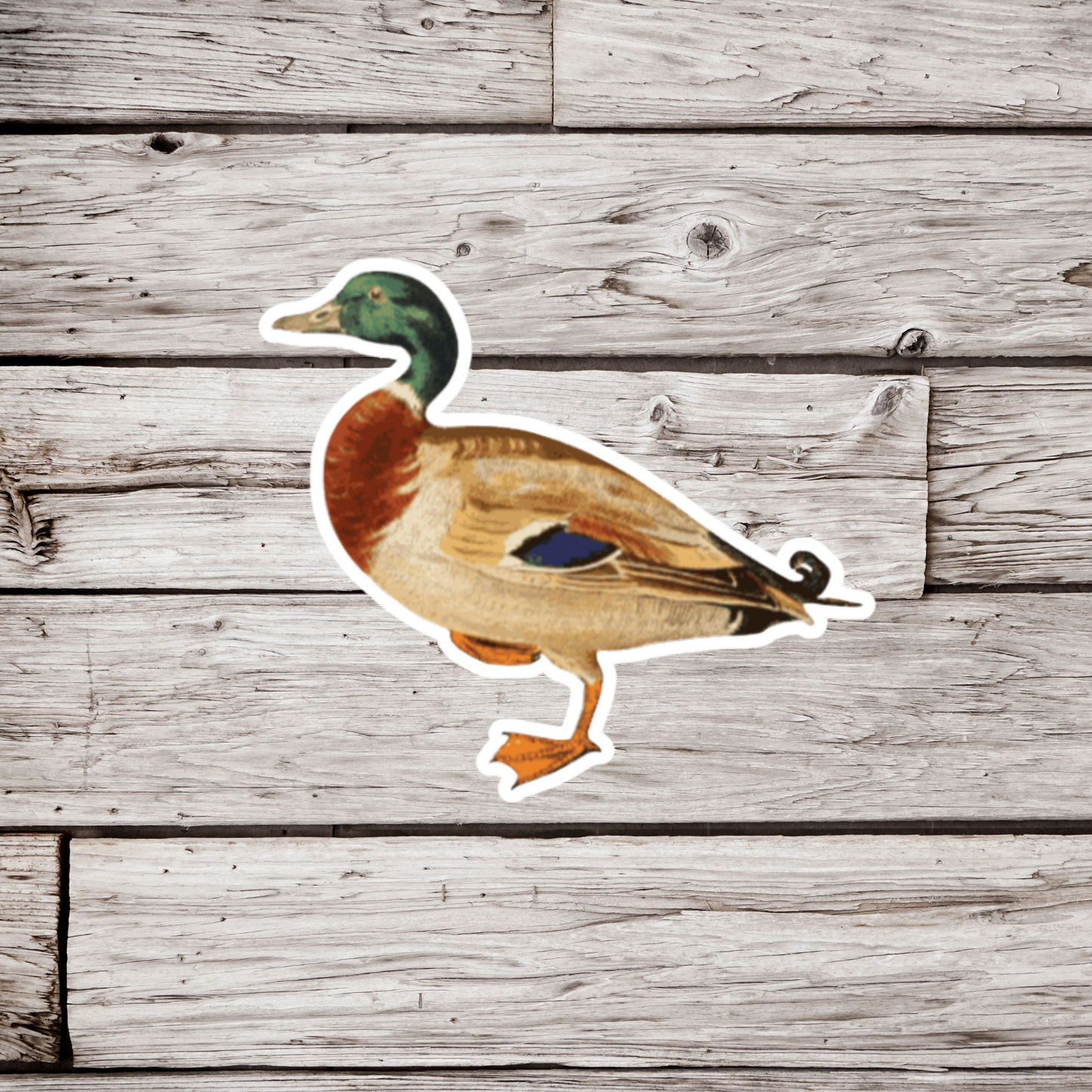 Mallard Duck Sticker