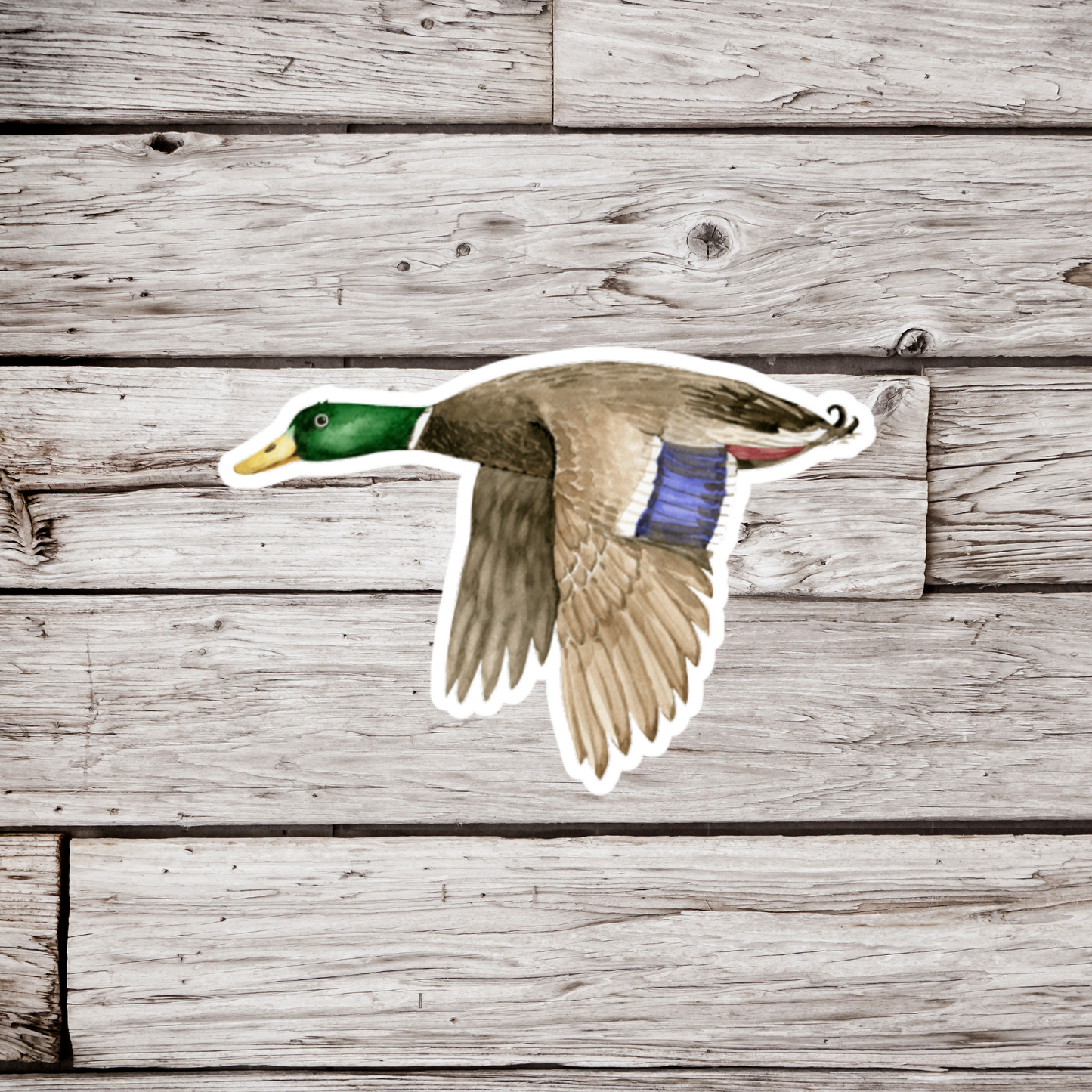 Mallard Duck Sticker