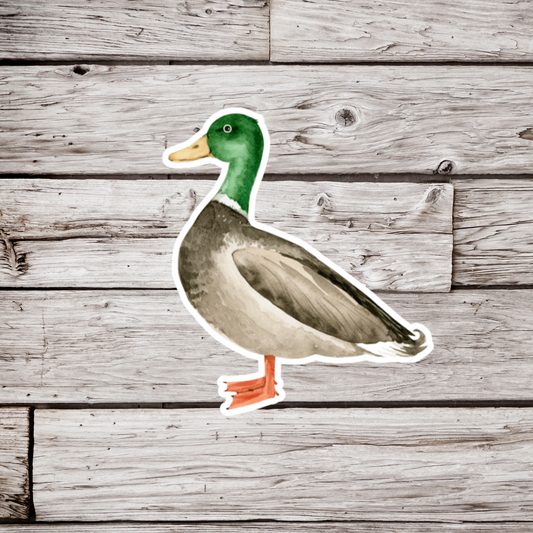 Mallard Duck Sticker