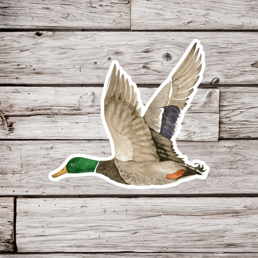 Mallard Duck Sticker