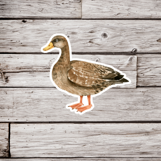 Mallard Duck Sticker