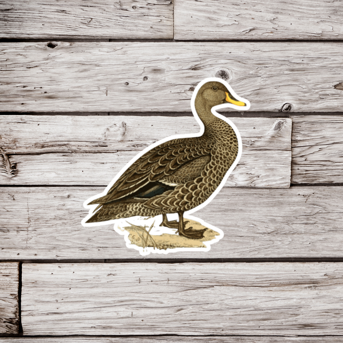 Mallard Duck Sticker