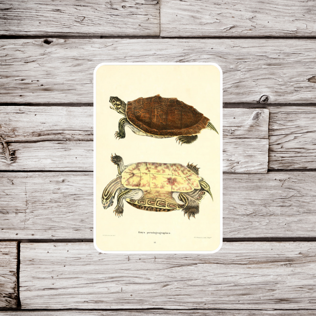 Turtle Sticker