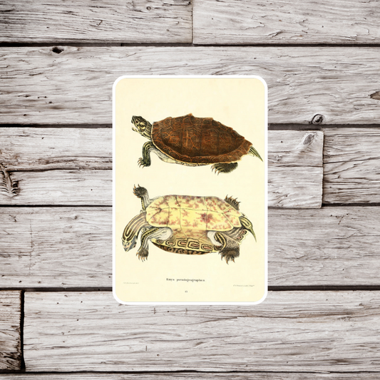 Turtle Sticker