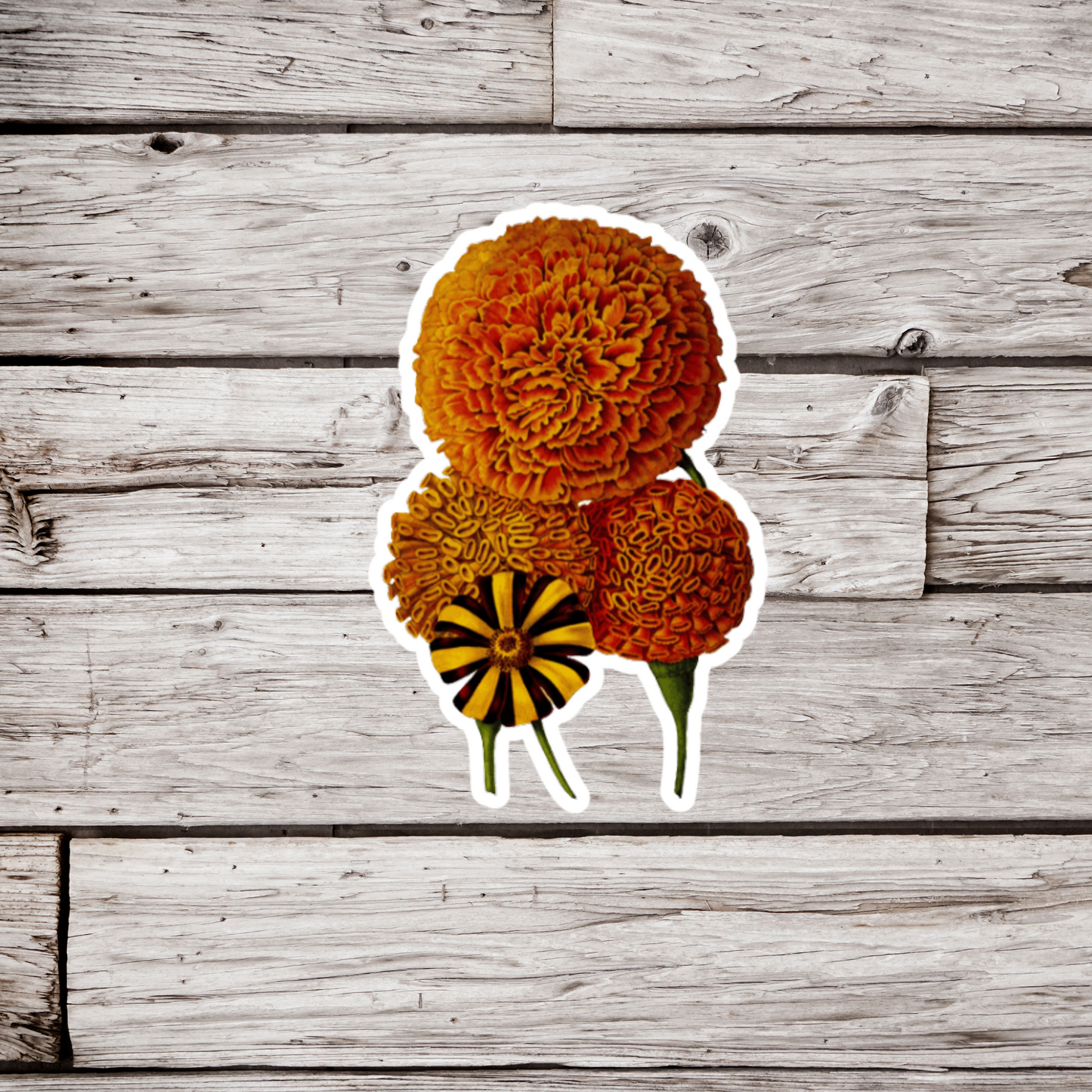 Marigold Flower Sticker