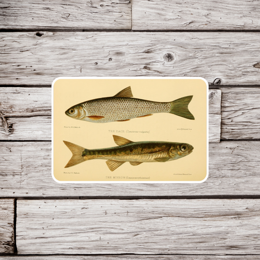 Minnow Sticker