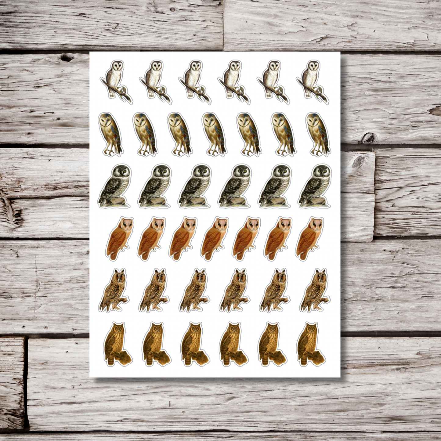 Owl Sticker Sheet