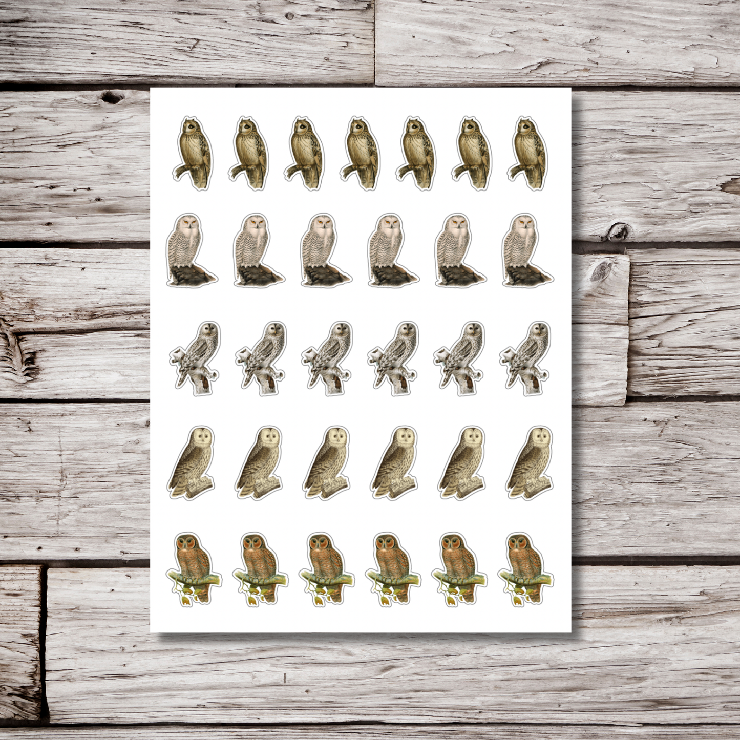 Owl Sticker Sheet
