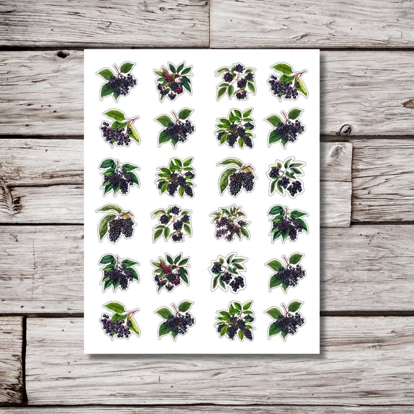 Elderberry Sticker Sheet