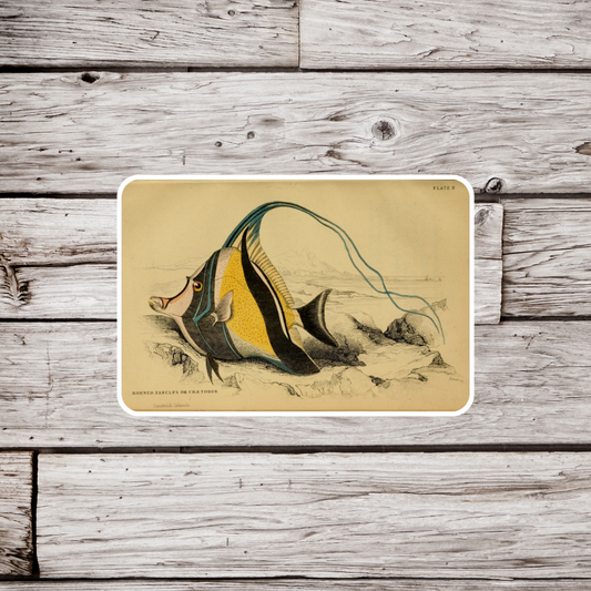 Moorish Idol Sticker, Natural History Sticker, Vintage Fish Sticker, Tropical Fish Sticker, Ocean Sticker, Moorish Idol Magnet