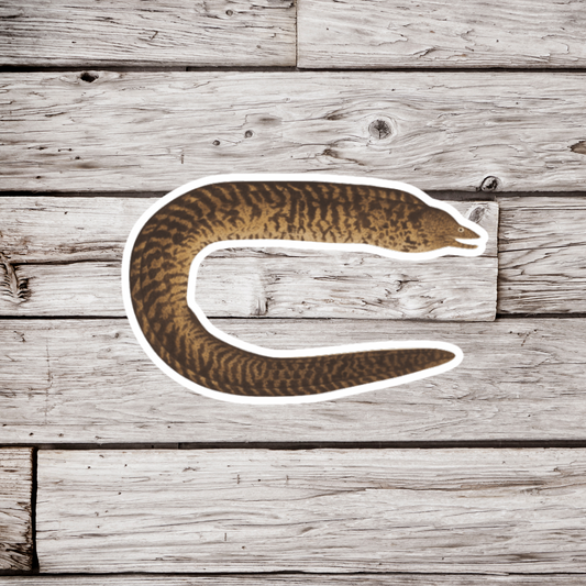 Moray Eel Sticker