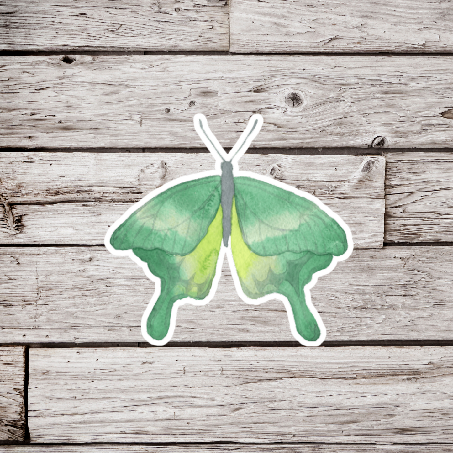 Moth Sticker