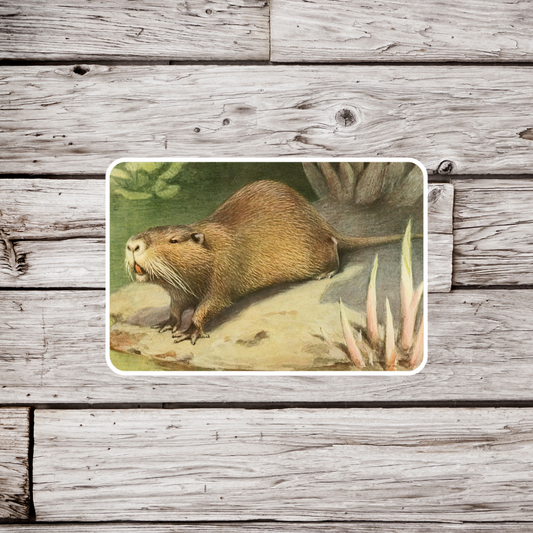 Muskrat Sticker