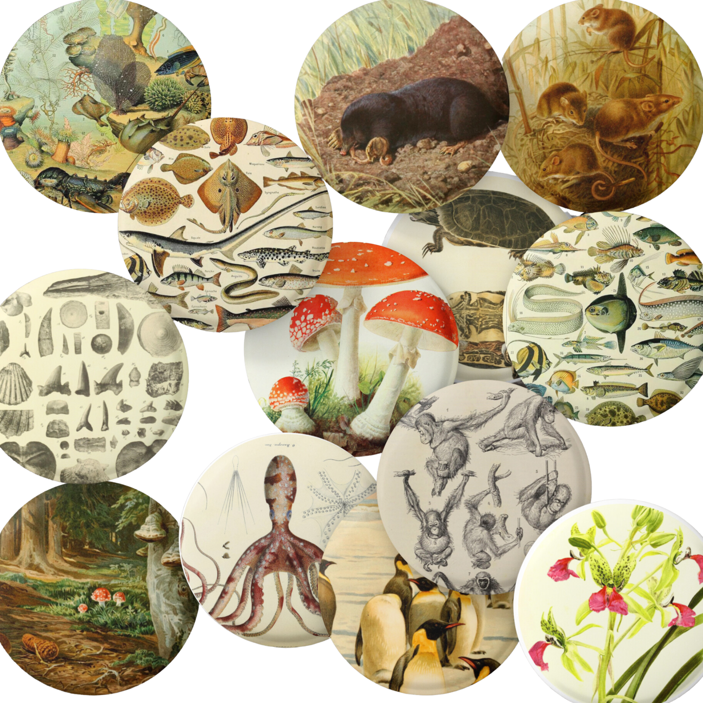 Natural History Pins Mix