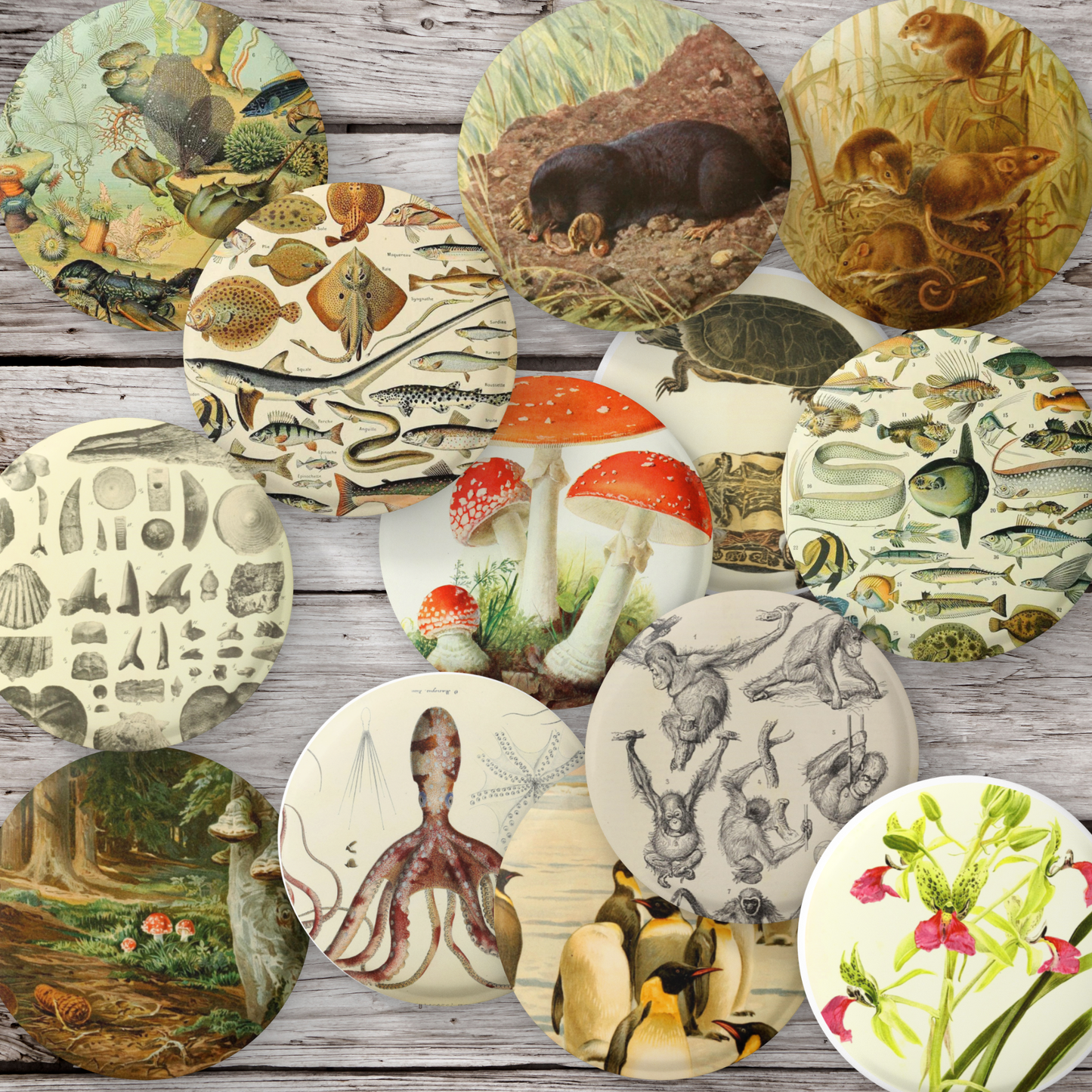 Natural History Pins Mix