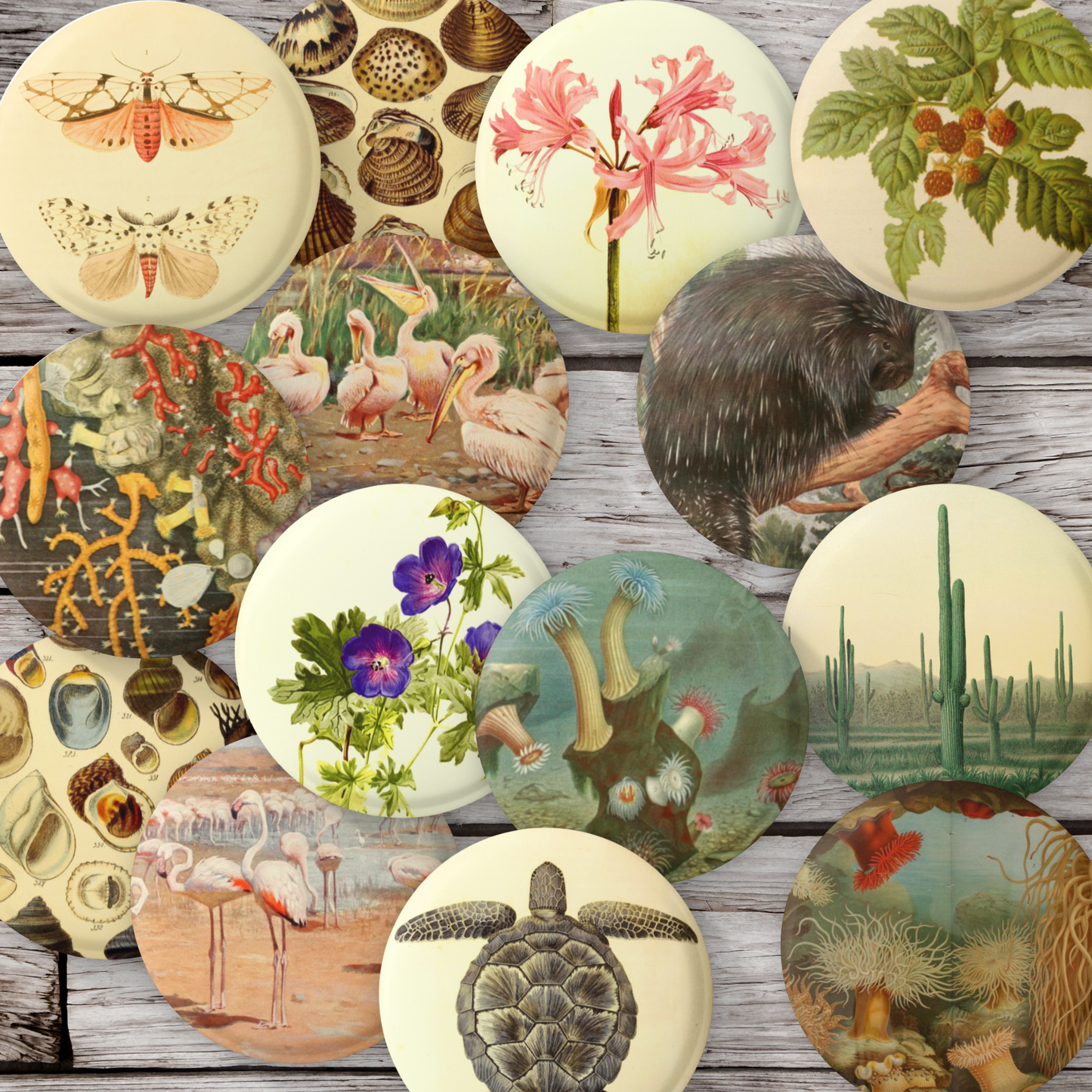 Natural History Pins Mix