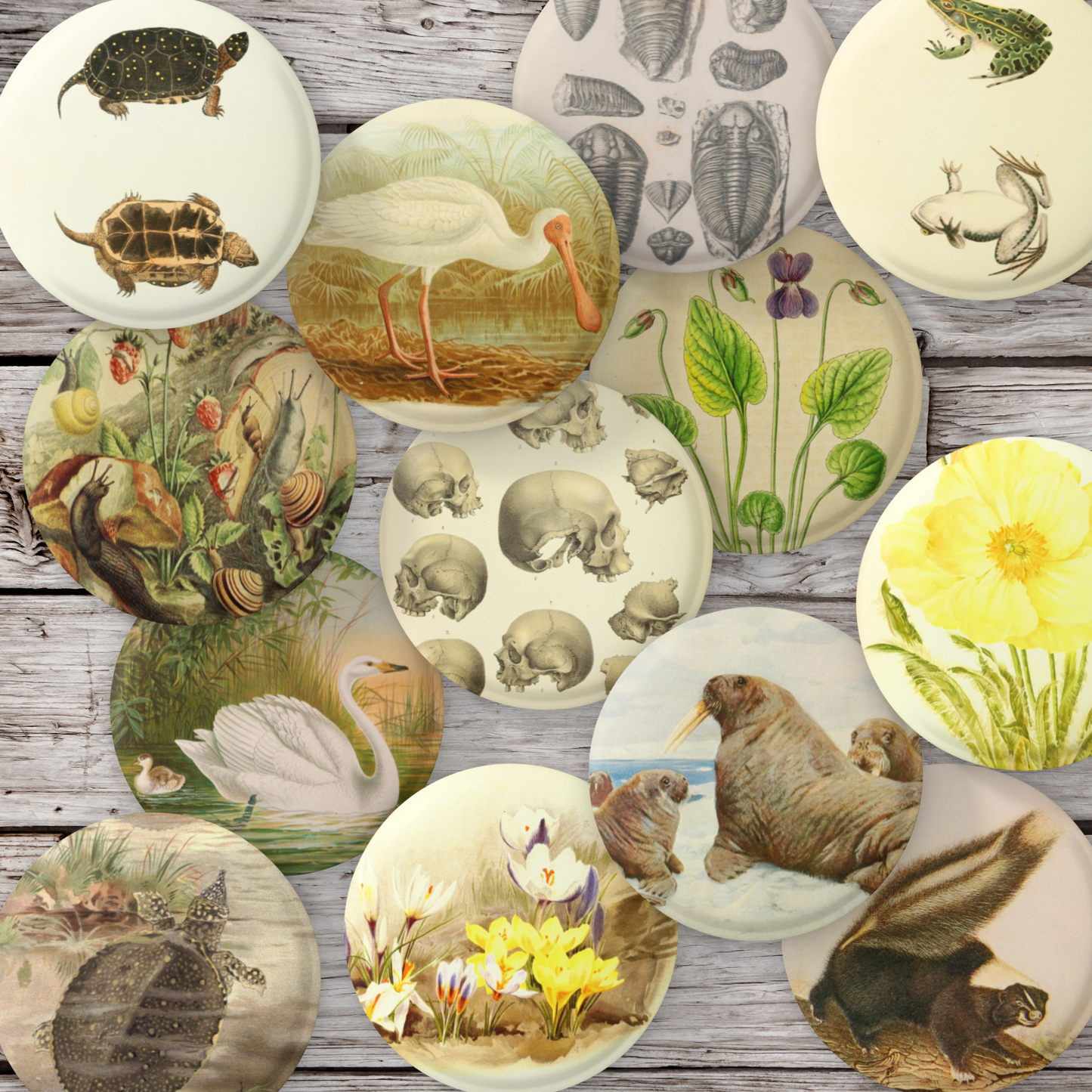 Natural History Pins Mix