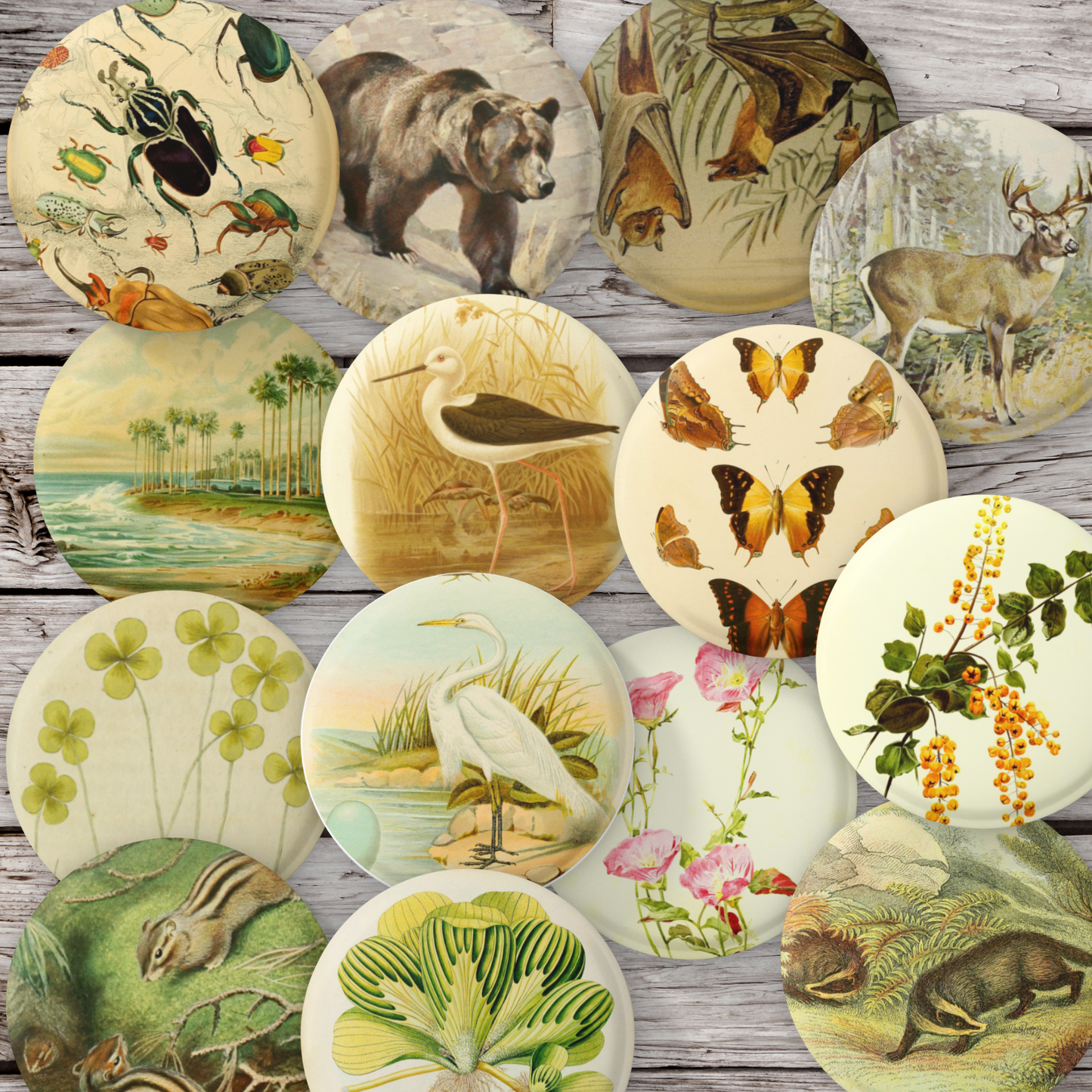 Natural History Pins Mix