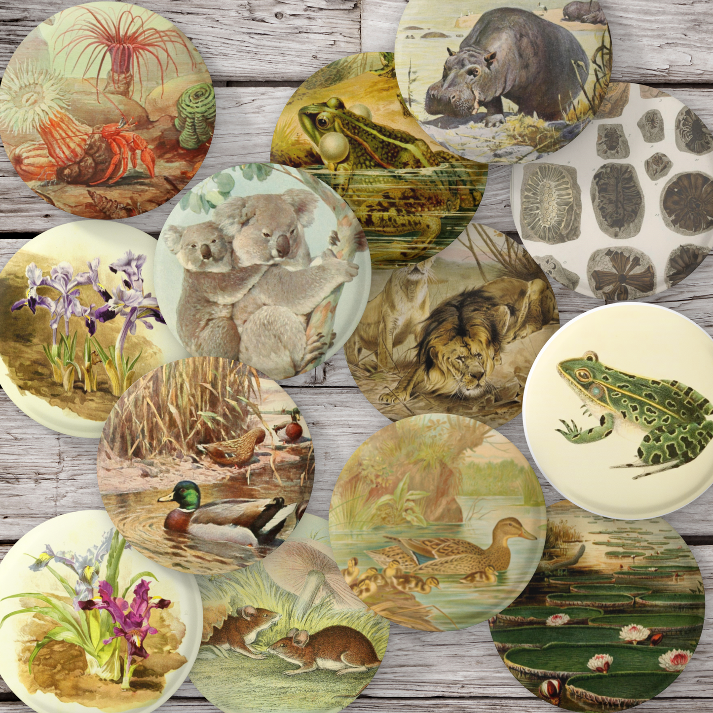 Natural History Pins Mix