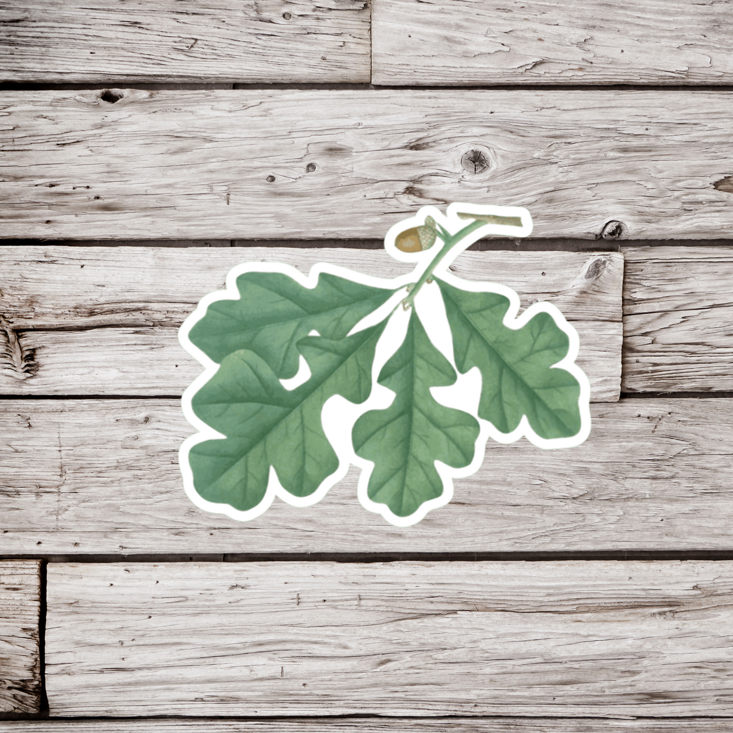 Oak Leaf Sticker