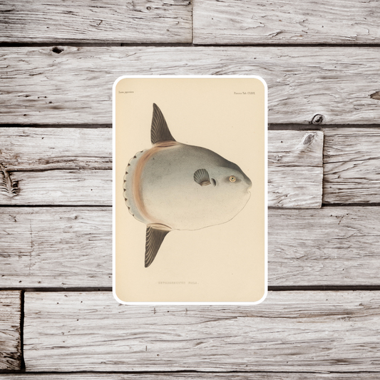 Ocean Sunfish Sticker , Mola Mola Sticker