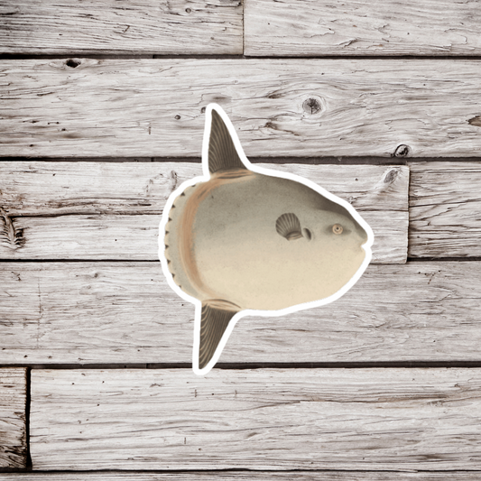 Ocean Sunfish Sticker